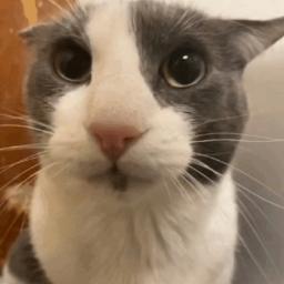 daddy's little kitten