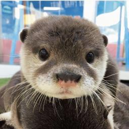 otter