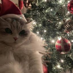kittymas