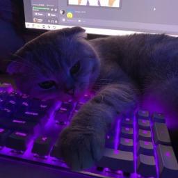 • Paradise ! • Social • Gaming •