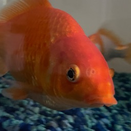 Isaac's Goldfish Pond!