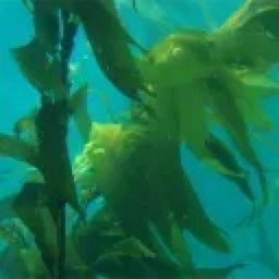 Kelp's Kingdom