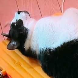 ティンキングサーバー